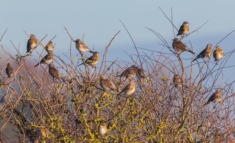 Birds in a hedge Birds in a hedge