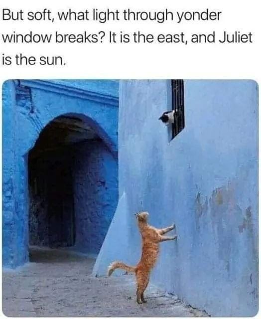 A black and white cat is looking down through a second floor window, while an orange tabby cat looks up at it. The caption reads: But soft, what light through yonder window breaks? It is the east, and Juliet is the sun. 