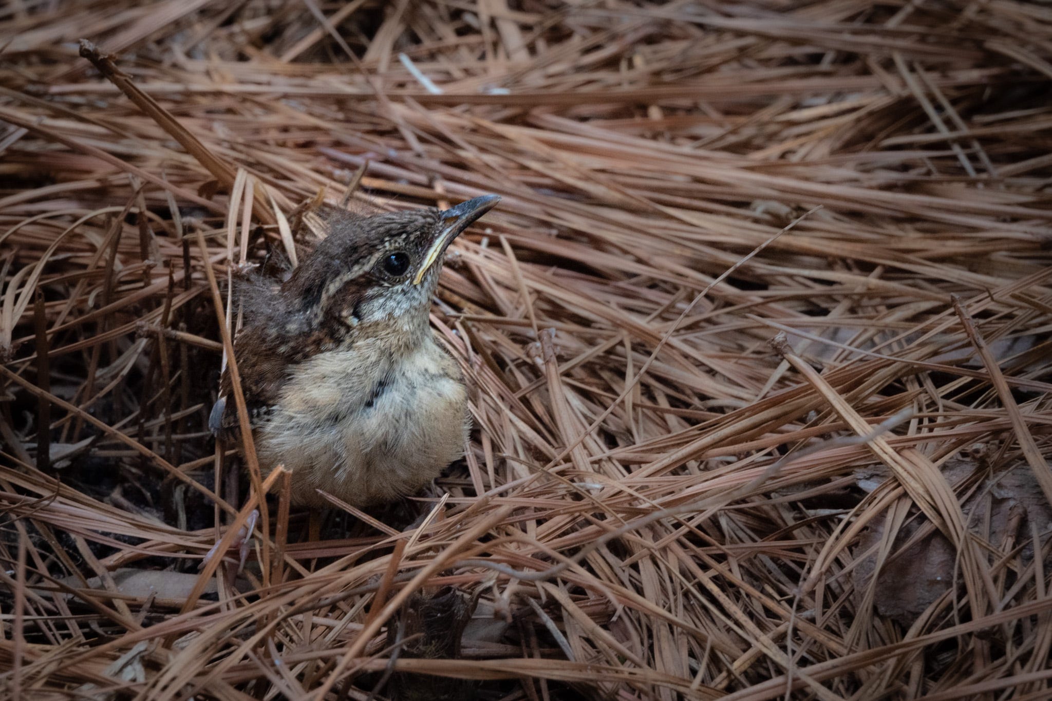 a fledgling Crolina Wren sitting in pine needles