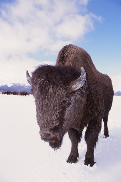 buffalo3.jpg