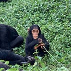 Primatology.net
