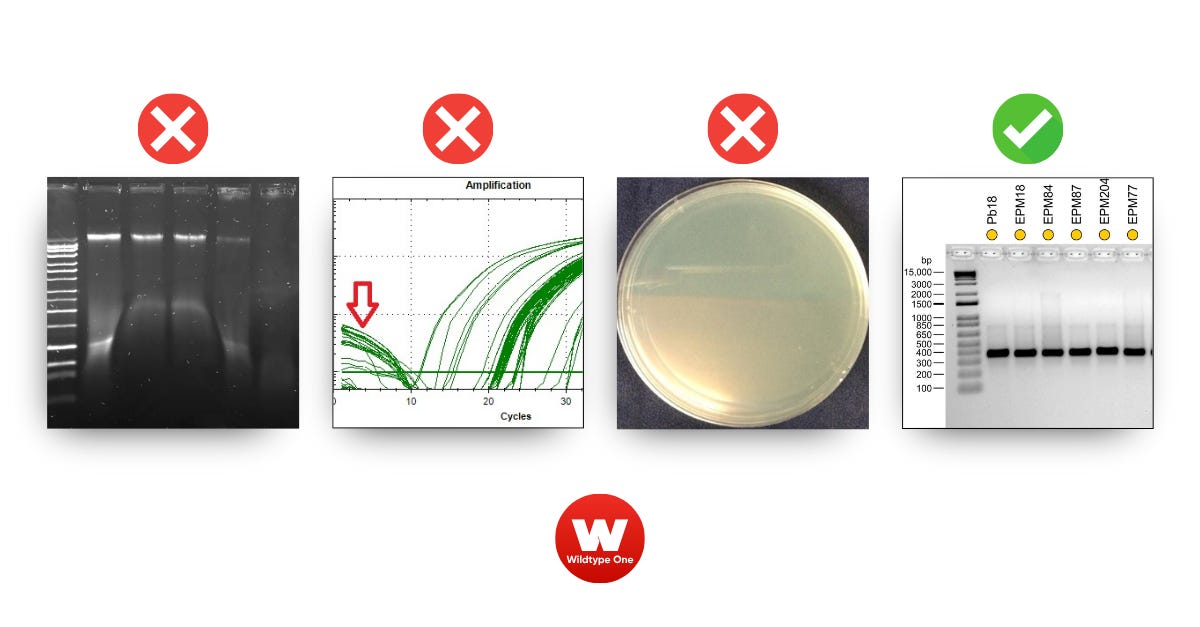 [Full Guide]: Molecular Biology Fails & Fixes (PCR, Cloning, and Preps)