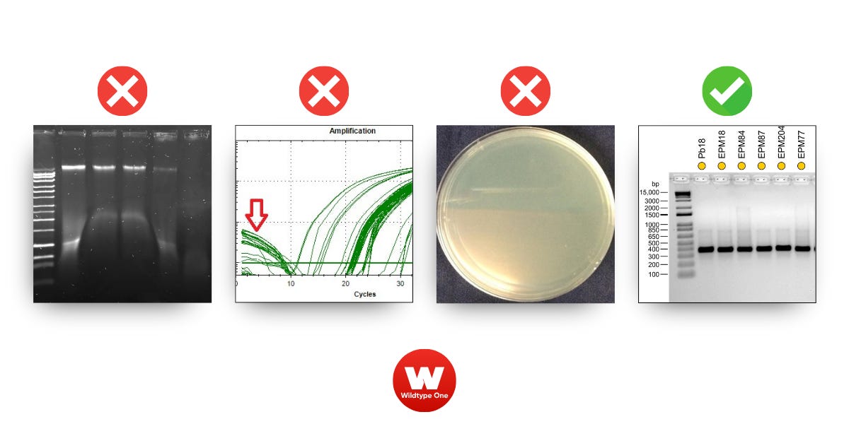 [Full Guide]: Molecular Biology Fails & Fixes (PCR, Cloning, and Preps)
