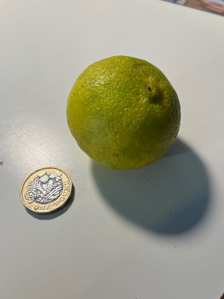 Kabosu citrus fruit from southern Japan