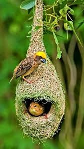 weaver bird
