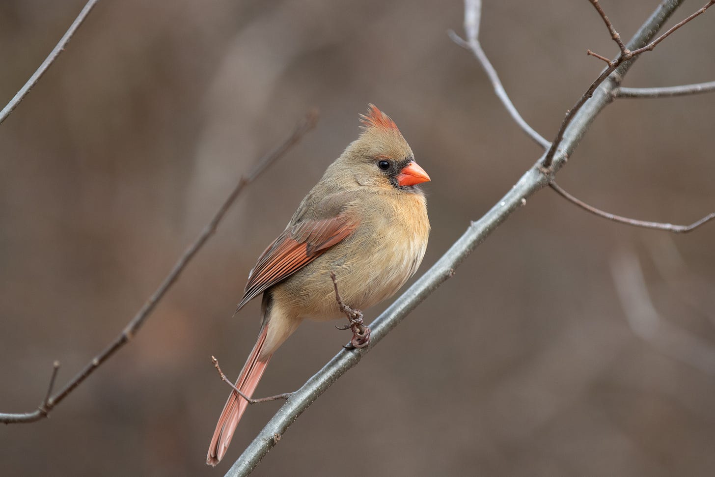 a tan bird with a rosy crest, wings, and tail with a stout orange bill perches on a bare stick a tan bird with a rosy crest, wings, and tail with a stout orange bill perches on a bare stick