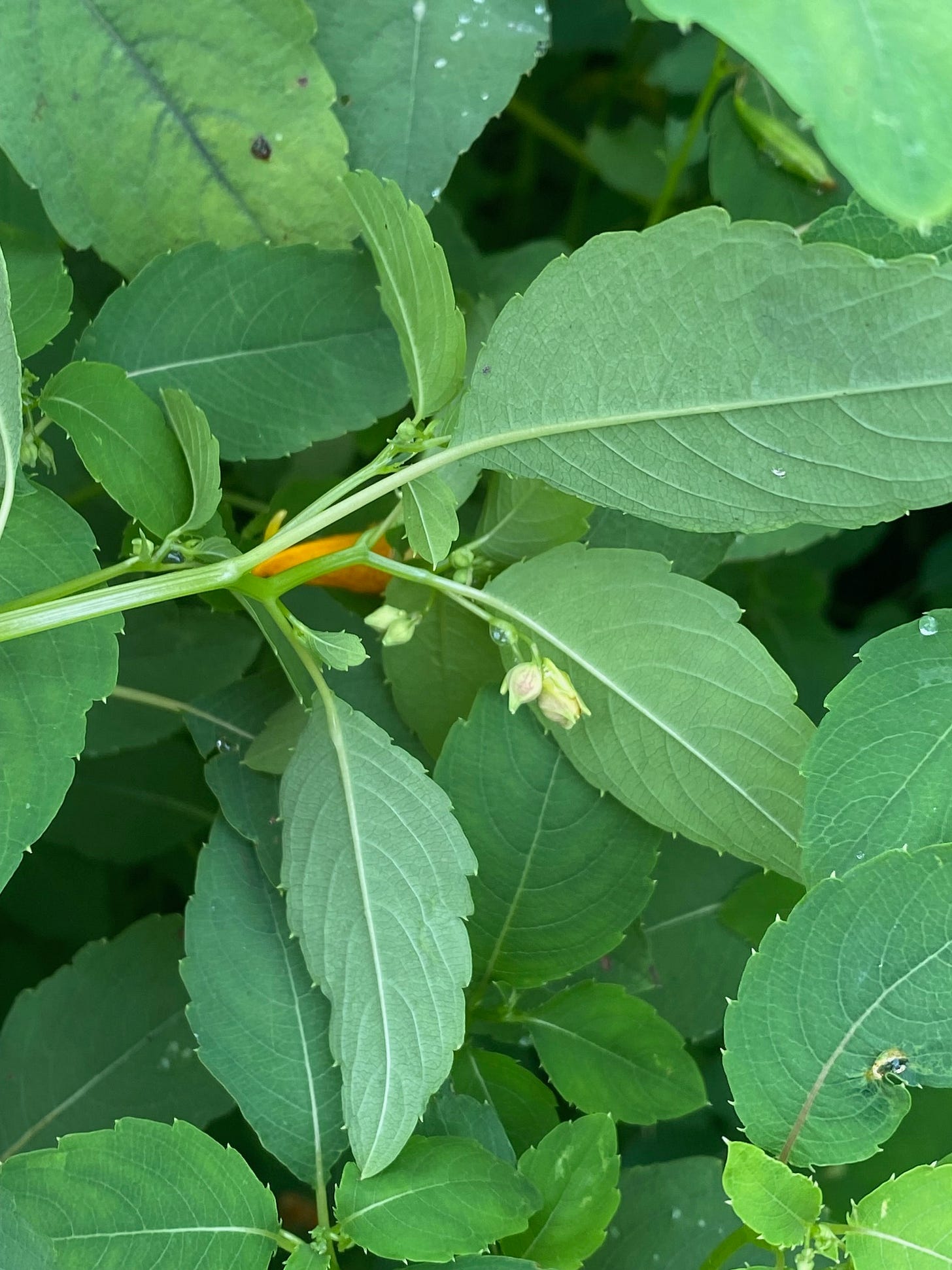Undersids of Jewelweed leaves, flower buds, shiny ribbed stems Undersids of Jewelweed leaves, flower buds, shiny ribbed stems