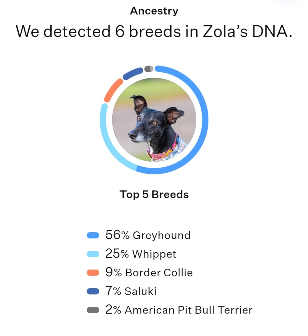 DNA test results for Zola. 56% greyhound, 25% whippet, 9% border collie, 7% saluki, 2% Americaan pit bull terrier.