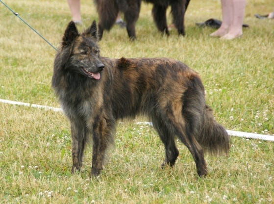 Long-haired Dutch Shepherd dog stands leashed and in grass Long-haired Dutch Shepherd dog stands leashed and in grass