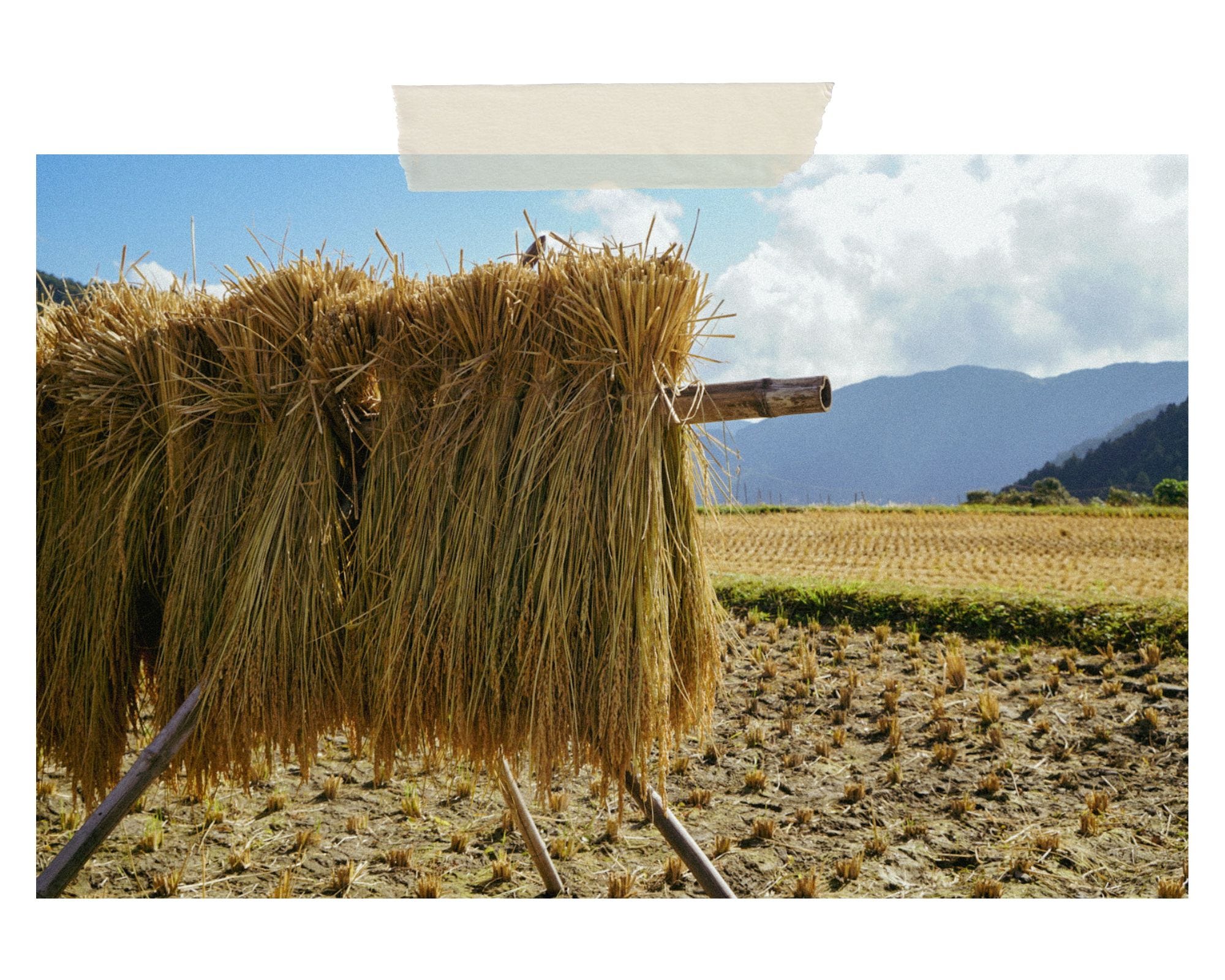 Traditional Rice System Drying Thoughts From My First Rice Harvest - by Kana Chan