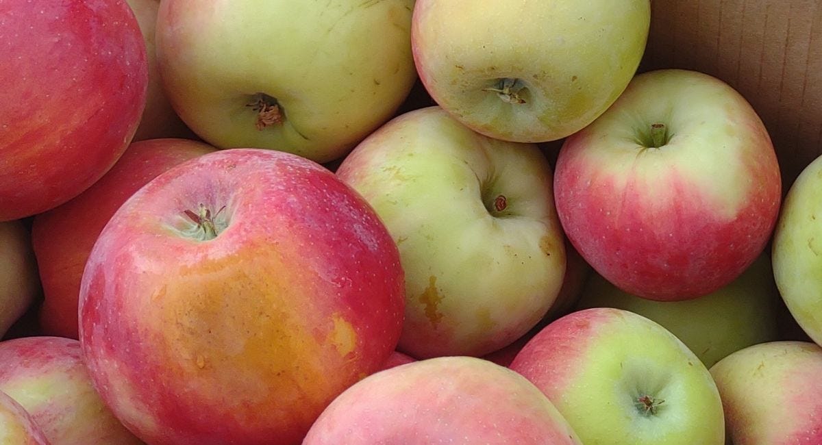 🍎 Apple Pick of the Week – Feb 20 - by Eric Samuelson