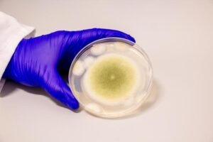 A sample of Aspergillus flavus
