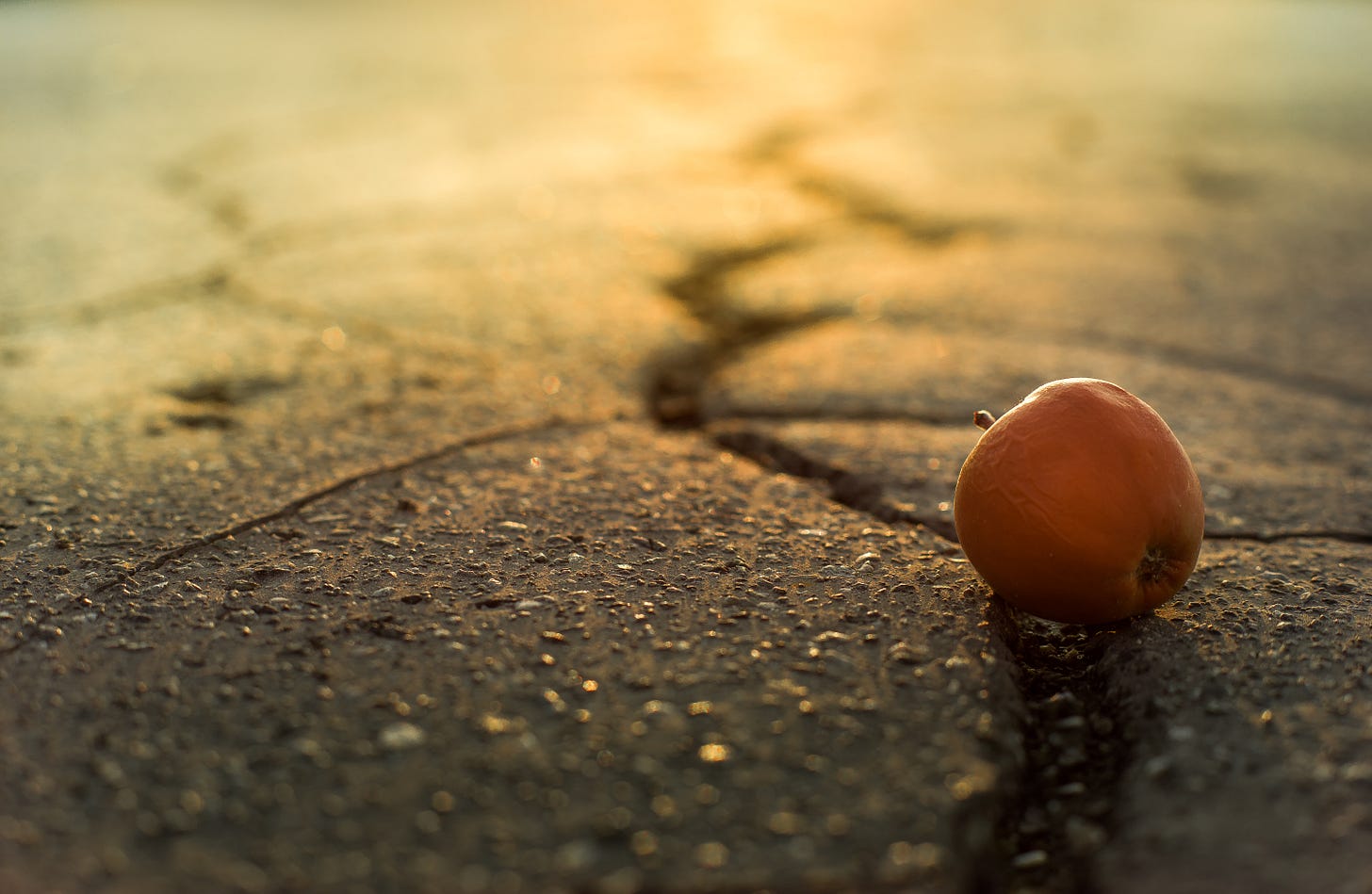 A very pale apple laying in a crack on damp asphalt