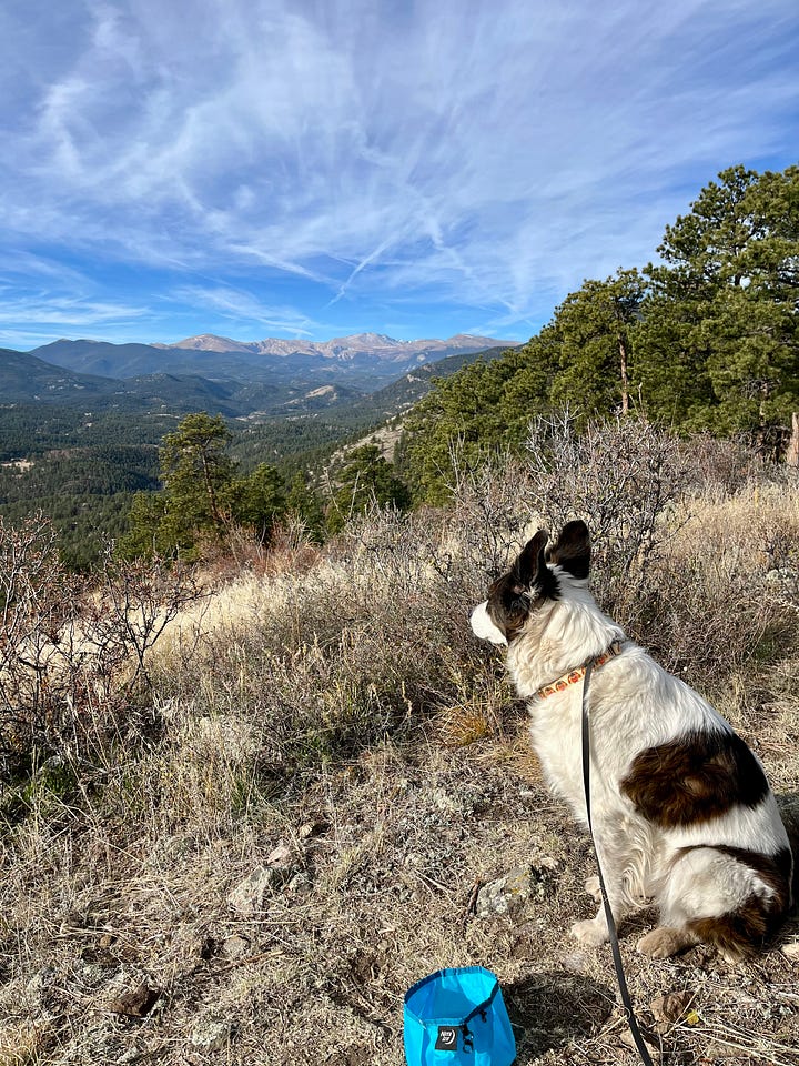 Two cattle dogs on a summit enjoying the views
