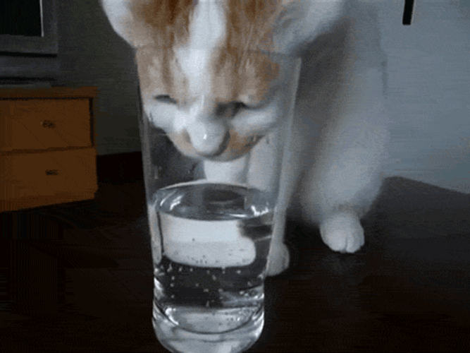 Cat Drinking Water GIF | GIFDB.com