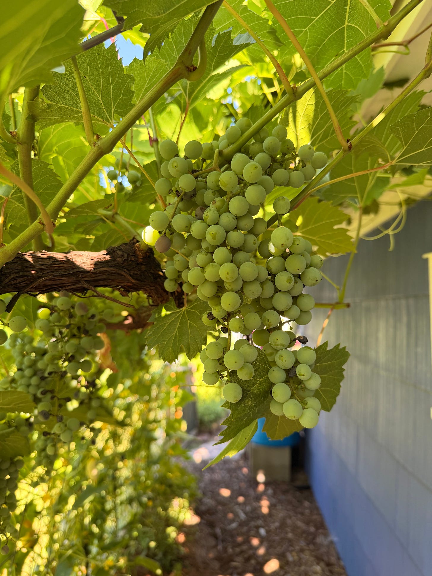 green grapes on trellis