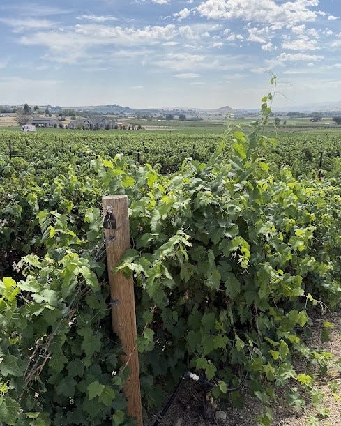 Rows of grapevines in a Snake River Valley vineyard, with a wooden trellis post in the foreground and houses and hills in the distance.