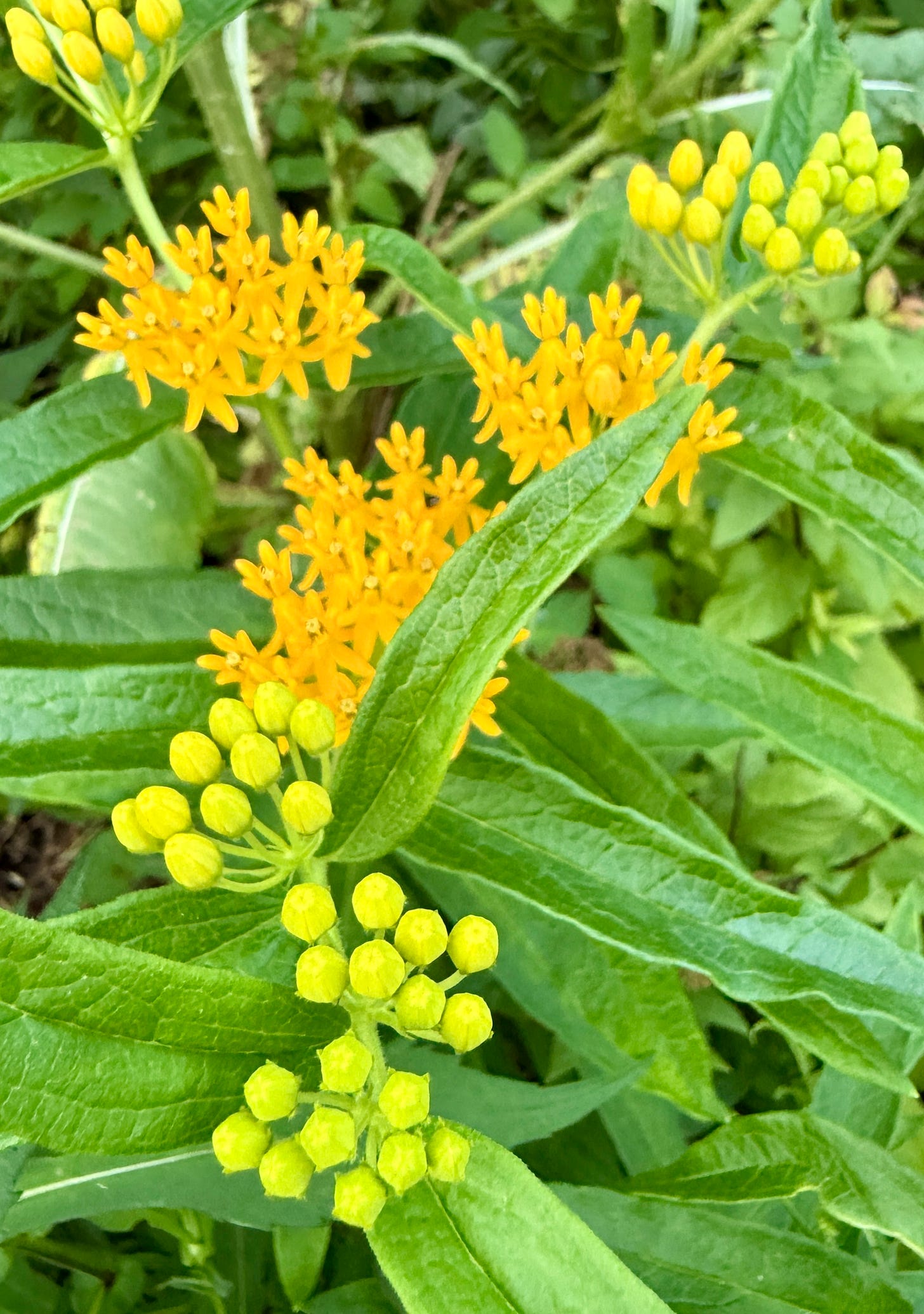 Butterfly weed (Asclepias tuberosa) in orange. We added a couple more this year as it does well here in the lower ground, even though it is always marked as for well drained soil. 