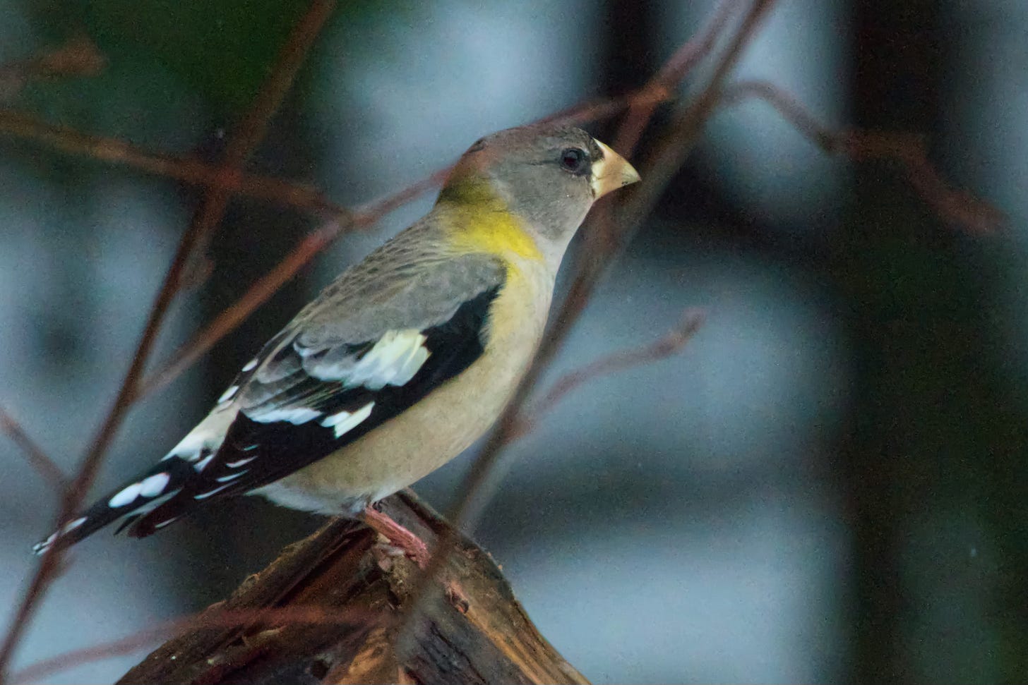 A young Evening Grosbeak perches on the roof of a wooden bird feeder in low evening light.