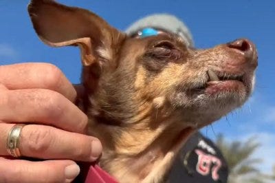 Dog lost in Oklahoma reunited with owner after eight years