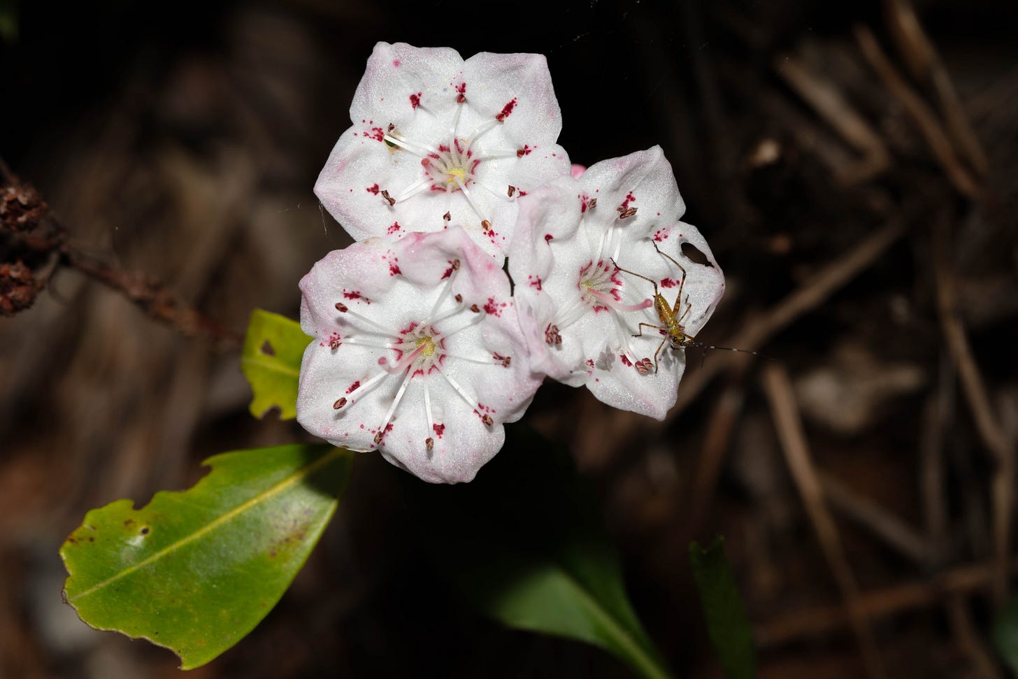 Overhead view of three mountain laurel flowers, which are pale pink fading to white in the middle, with dark pink markings. A small gold-brown-orange-ish katydid nymph rests on one flower.