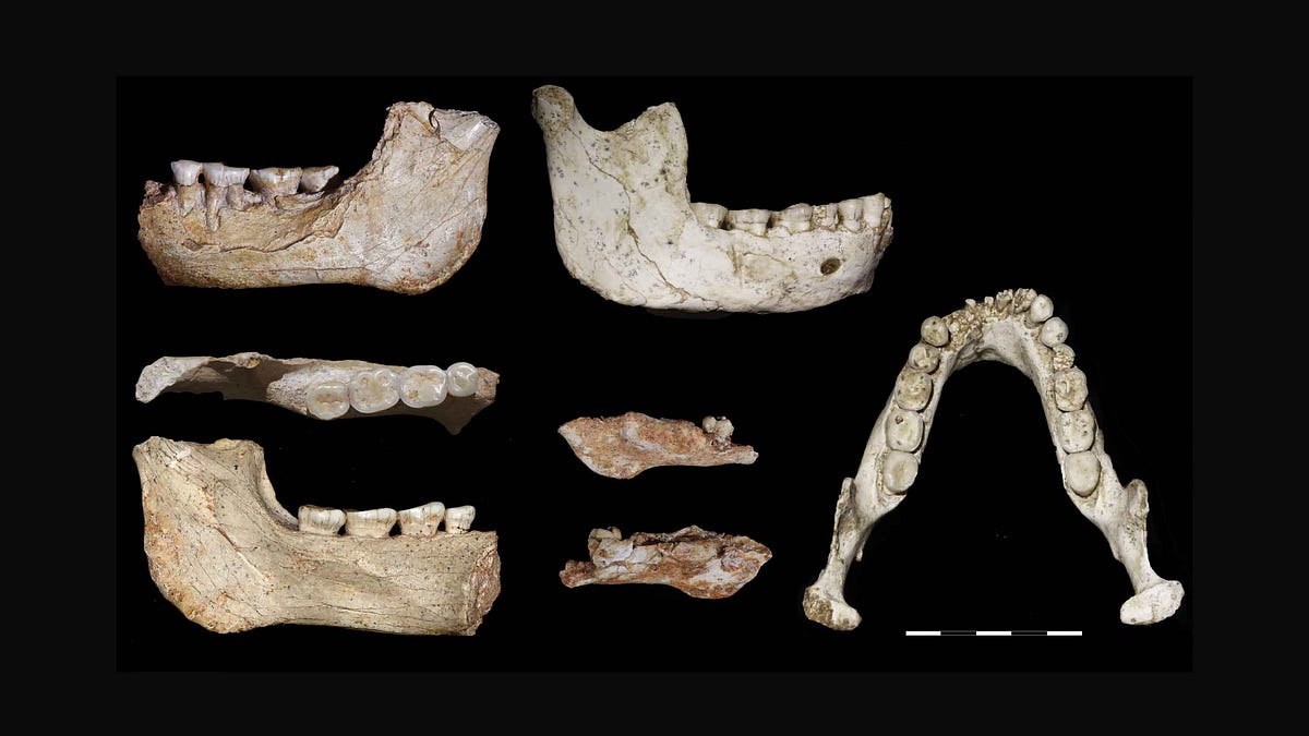 Fossils from the Grotte à Hominidés, Morocco, and crossroads of human ...