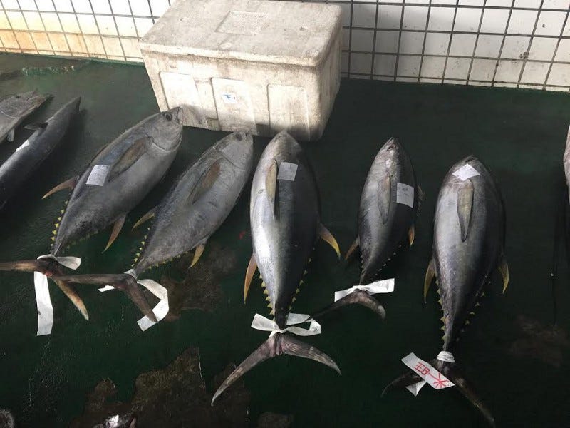 fish