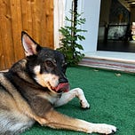 Chronicles of a Camper Strangler