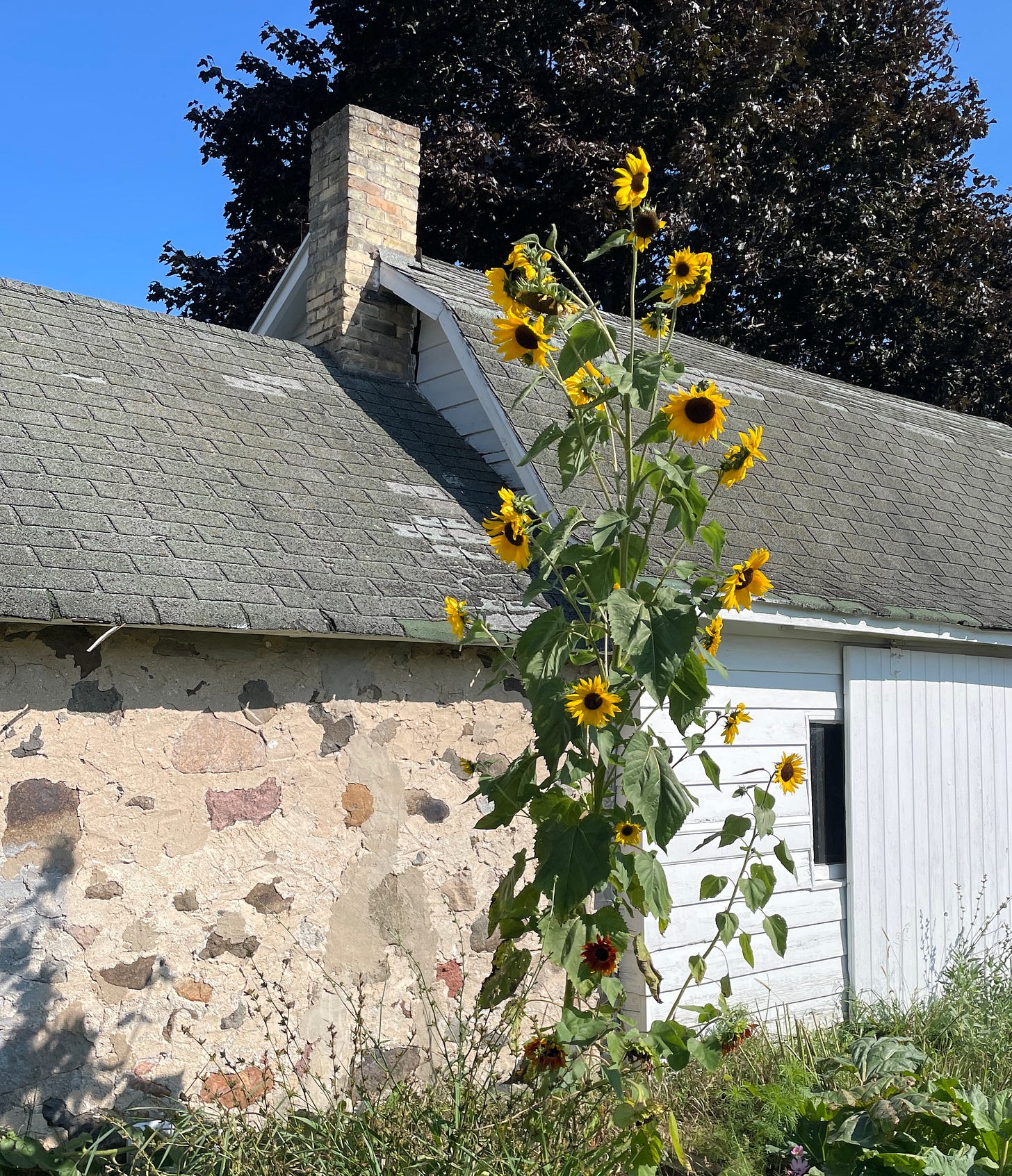Sunflowers grow tall as a crumbling old house