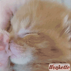 A Snake Walks Into A Bar And The Bartender Says, 'How Did You Do That?' Tabs, Wed., Nov. 29, 2023