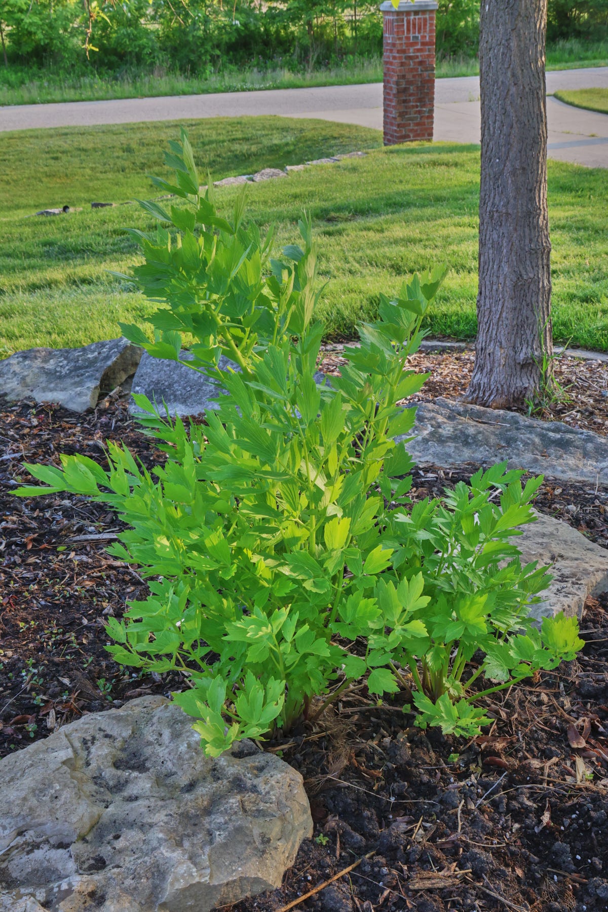 lovage plants