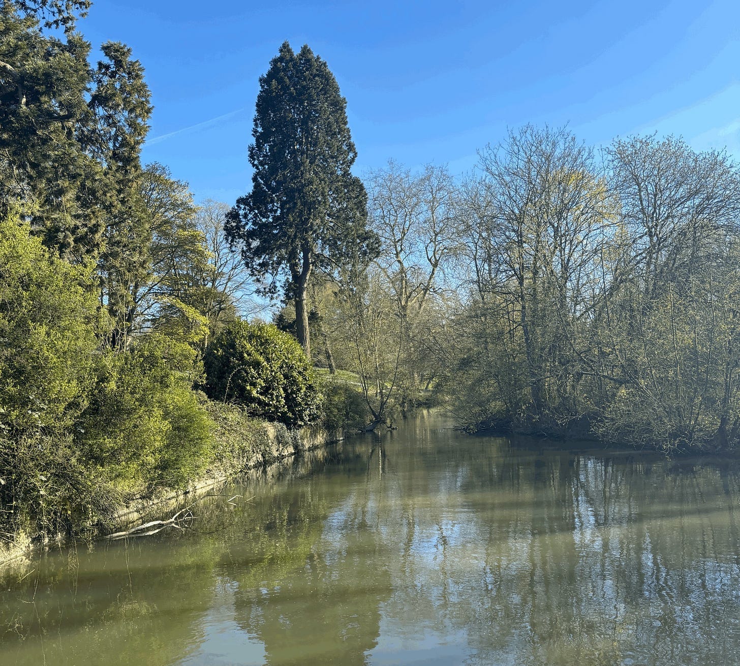a forest scene next to a river a forest scene next to a river