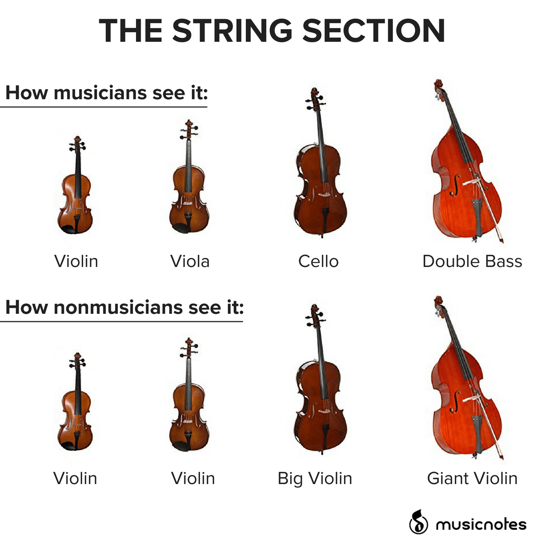 Orchid Instrument String Orchestra Instruments String