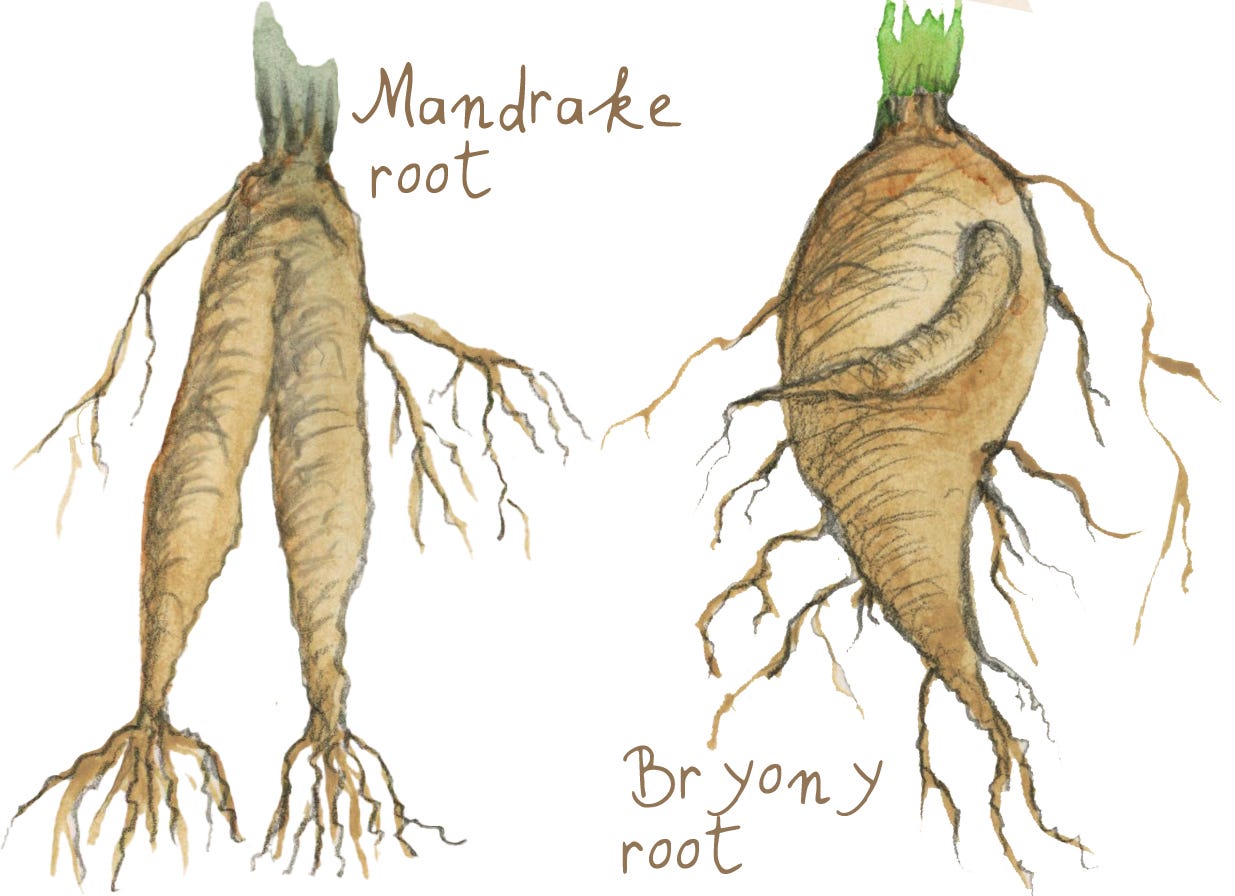 watercolour illustration of a mandrake root and a bryony root