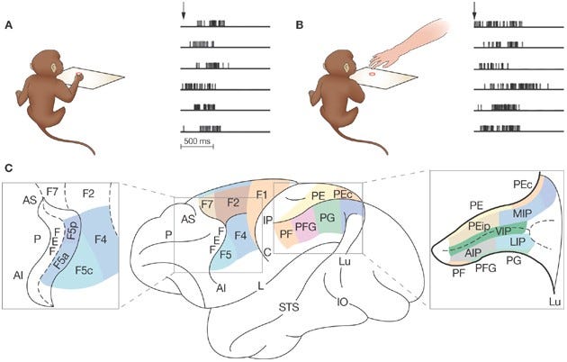 Mirror neurons and their clinical relevance | Nature Reviews Neurology