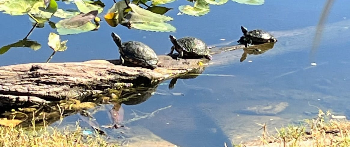 046: Slowing it all down! 046: Slowing it all down!