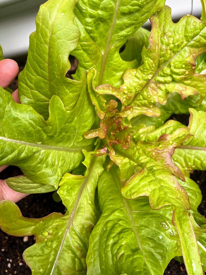Heads of two different types of lettuce