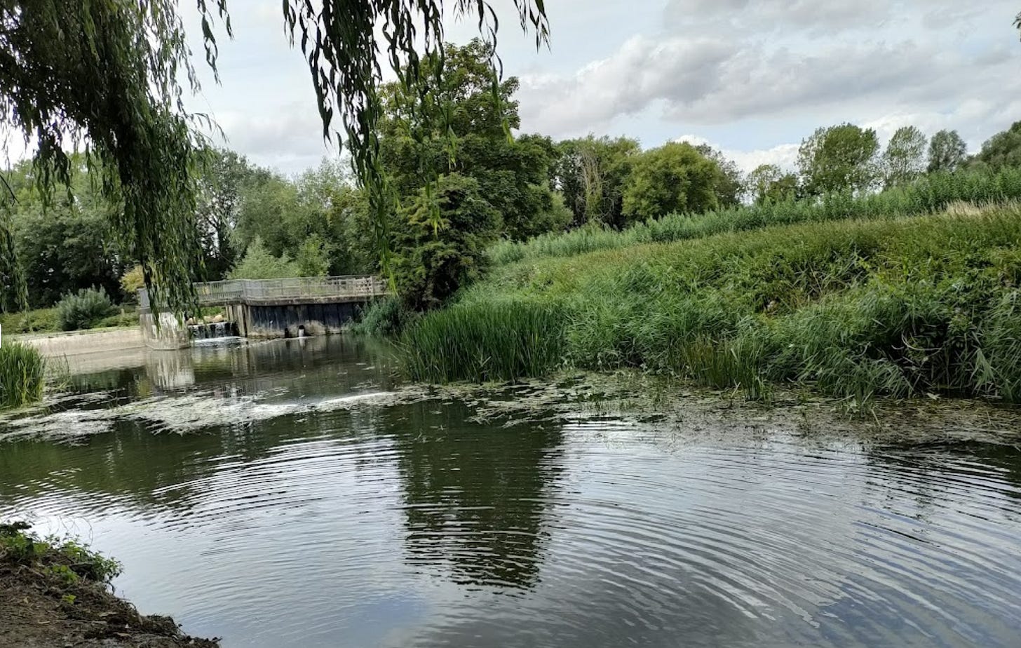photo of a marshy area on a river with trees