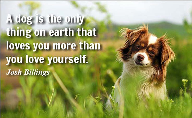 Pet Proverbs, Puns & Prose | THE PET-SITTERS' POST