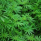 Virginia is 11 months from legal cannabis sales. Where will Alexandria allow shops? 