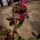 Garden Keeping Journal - February Edition