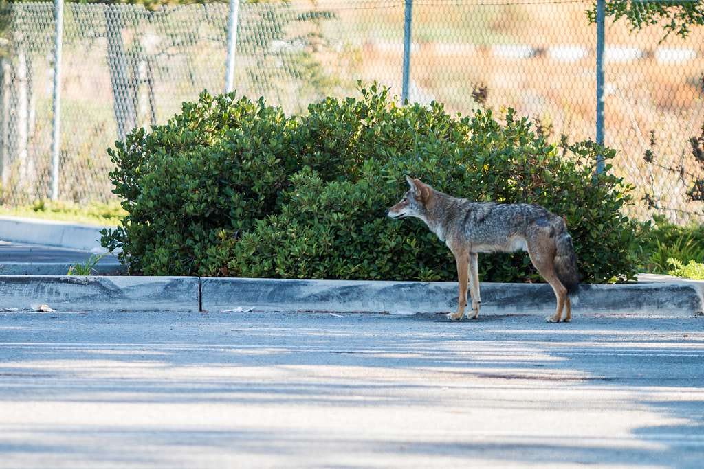 Urban Coyotes (36408079820) - PICRYL - Public Domain Media Search Engine  Public Domain Search