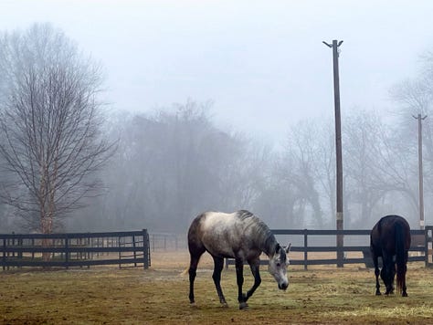 A misty morning at Little Creek Horse Farm