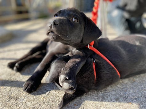 Black labrador puppies and people