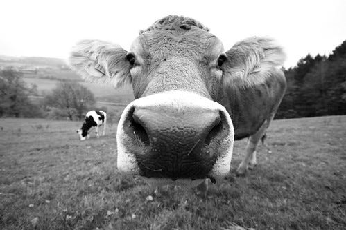 Cow chop Cow chop