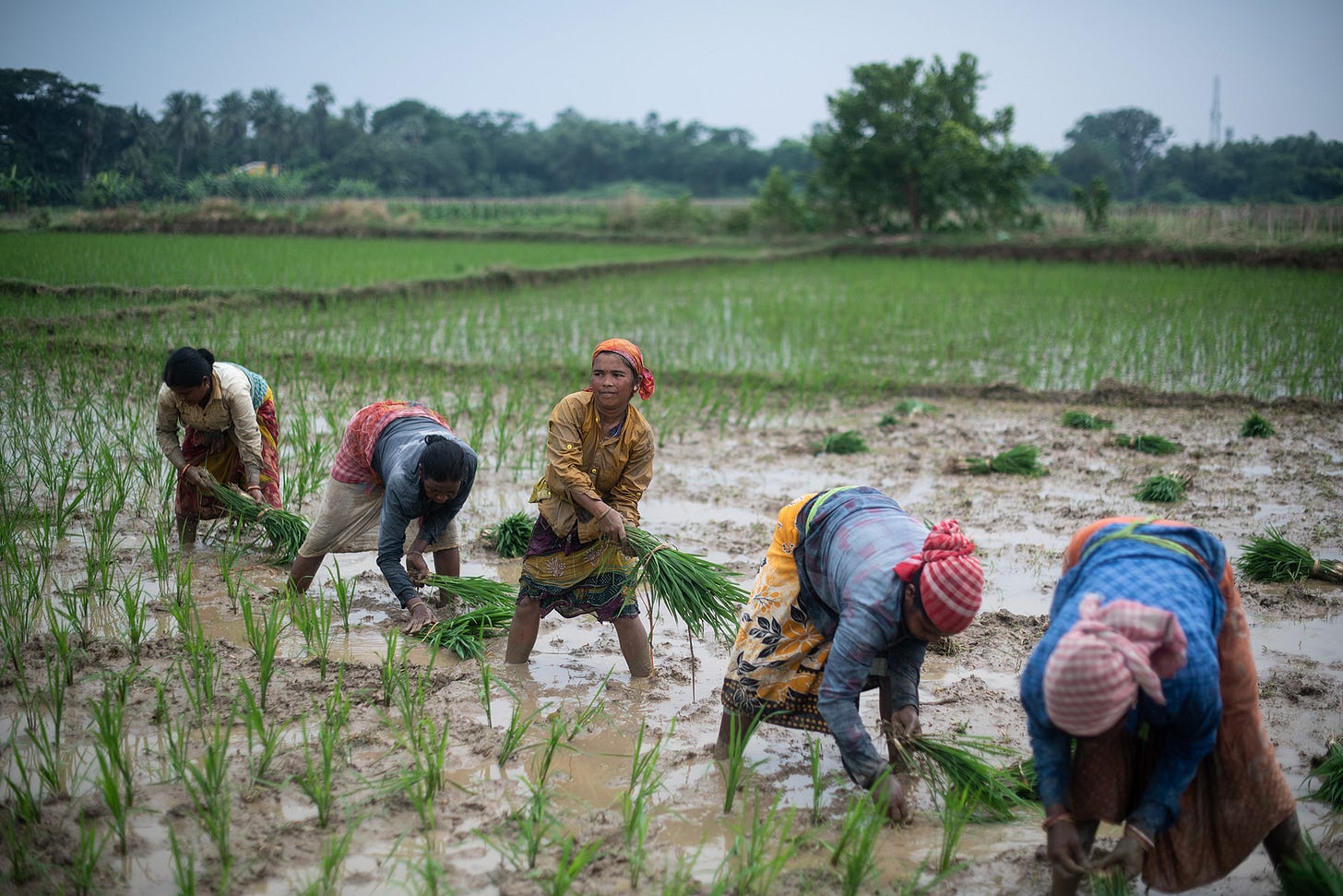 India Rice Crop Suffers Setback as Patchy Rains Reduce Plantings - Bloomberg
