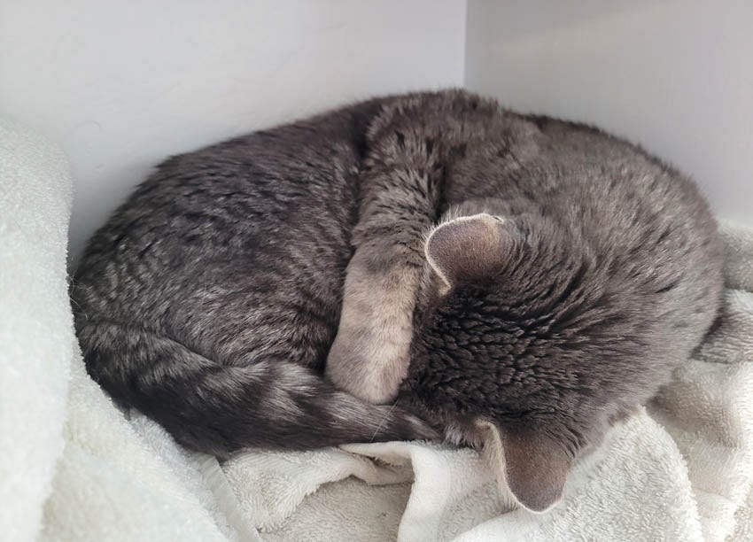 same grey tabby, this time sleeping on the towels and curled tightly, head to tail, with his right front paw curled covering his eyes and nose. 