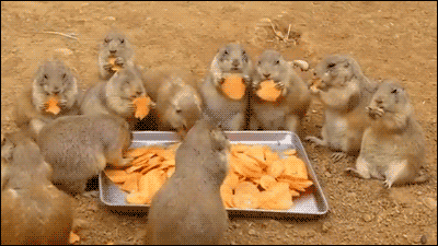 Munch Munch Munch | Animal gifs, Dog animation, Animal eating
