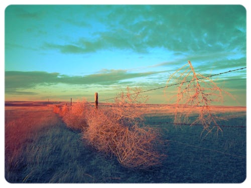 George+Long+-+Montana+Tumbleweeds.png