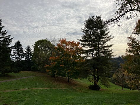Colorful trees in the Oregon Hoyt Arboretum